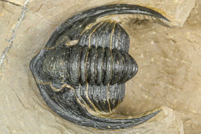 Diademaproetus Trilobite - Foum Zguid, Morocco #363111